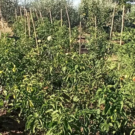 Ktima Boufetis *